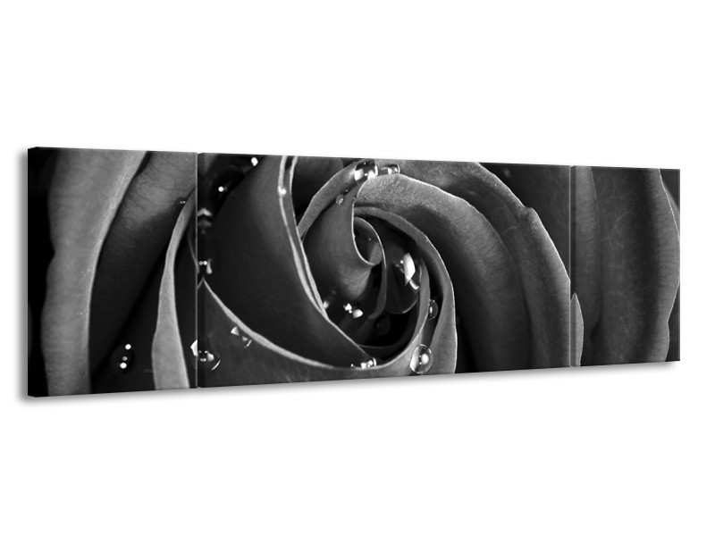 Canvas Schilderij Roos, Bloem | Grijs, Zwart | 170x50cm 3Luik