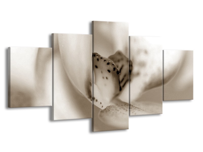 Glasschilderij Bloem | Crème , Sepia | 150x80cm 5Luik