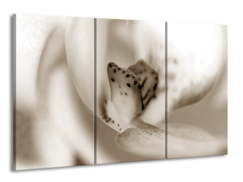 Canvas Schilderij Bloem | Crème, Sepia | 165x100cm 3Luik