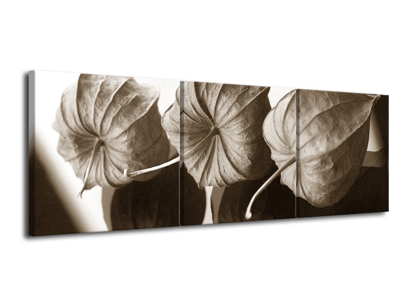 Canvas Schilderij Bloem | Crème, Sepia | 120x40cm 3Luik