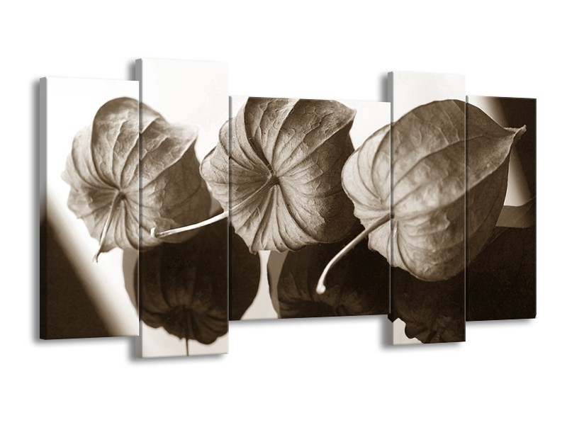 Glasschilderij Bloem | Crème , Sepia | 120x65cm 5Luik