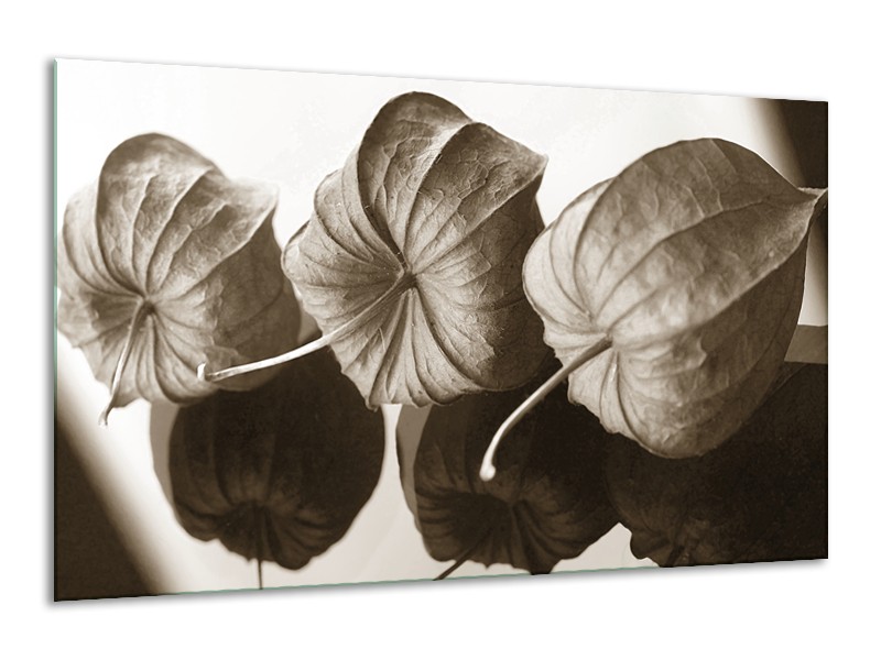 Glasschilderij Bloem | Crème , Sepia | 120x70cm 1Luik