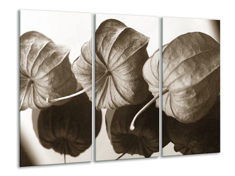 Glasschilderij Bloem | Crème , Sepia | 120x80cm 3Luik