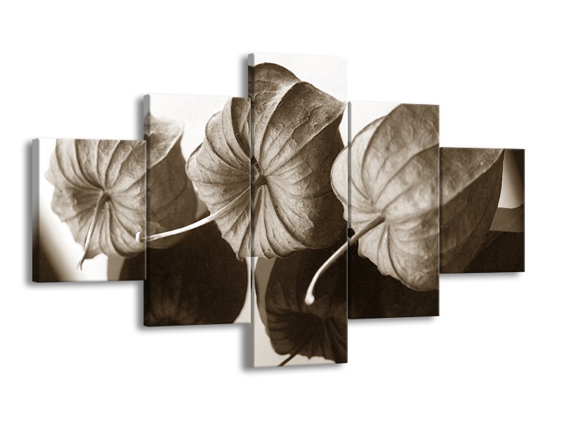 Glasschilderij Bloem | Crème , Sepia | 125x70cm 5Luik