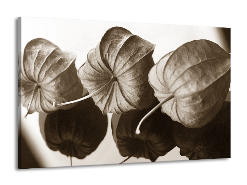 Glasschilderij Bloem | Crème , Sepia | 140x90cm 1Luik