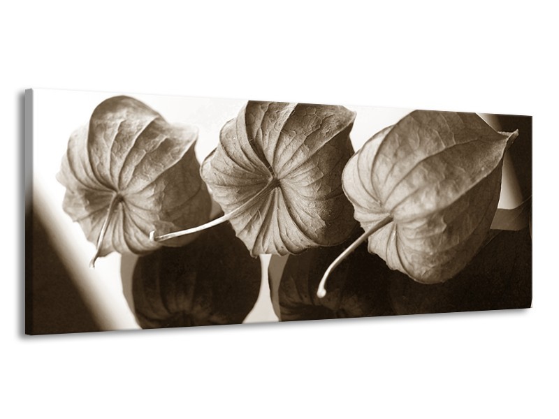 Glasschilderij Bloem | Crème , Sepia | 145x58cm 1Luik