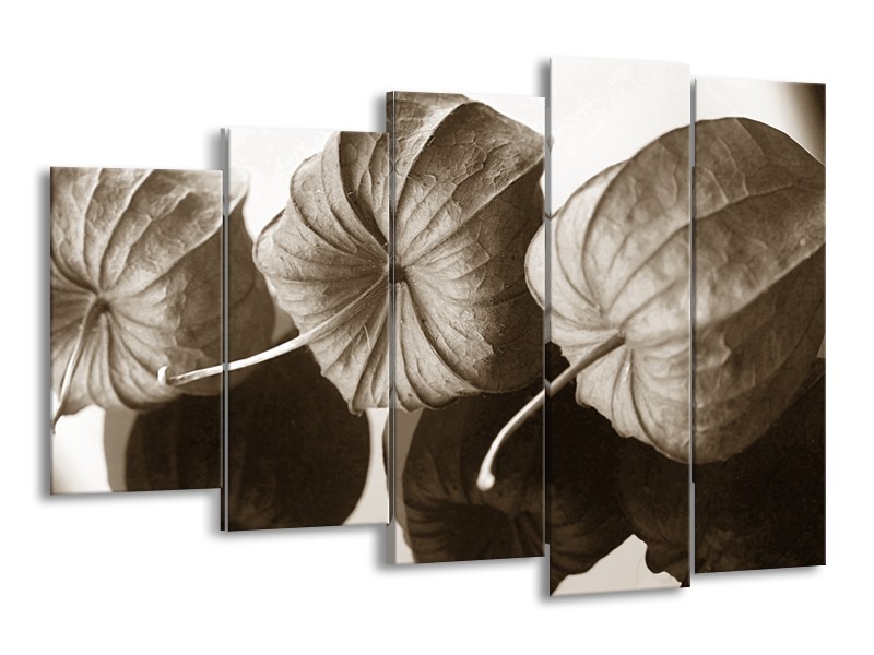 Canvas Schilderij Bloem | Crème, Sepia | 150x100cm 5Luik