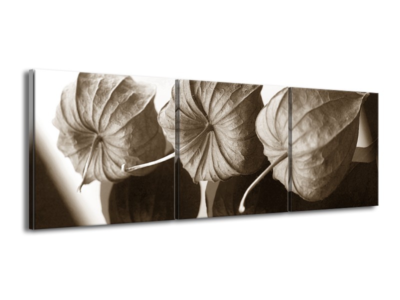 Glasschilderij Bloem | Crème , Sepia | 150x50cm 3Luik