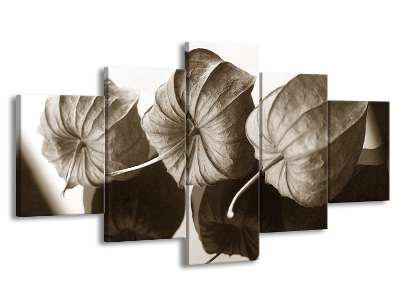 Glasschilderij Bloem | Crème , Sepia | 150x80cm 5Luik