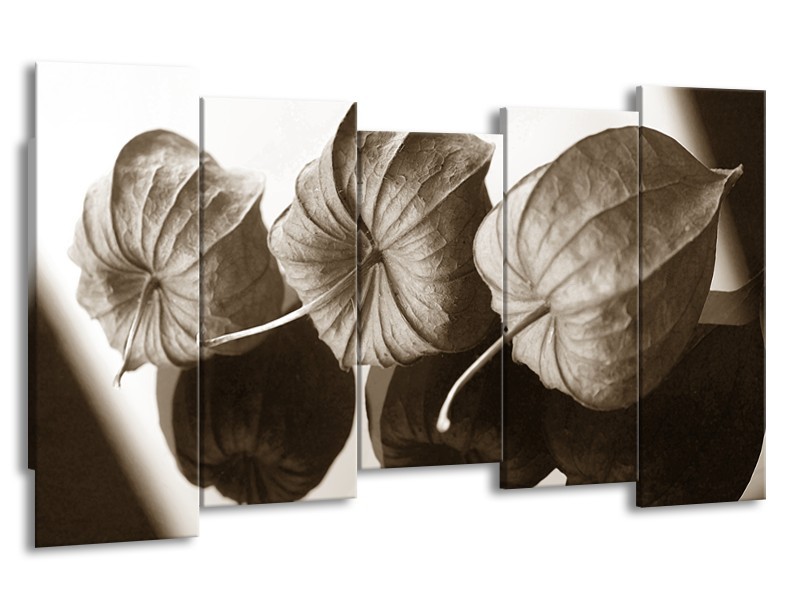 Glasschilderij Bloem | Crème , Sepia | 150x80cm 5Luik