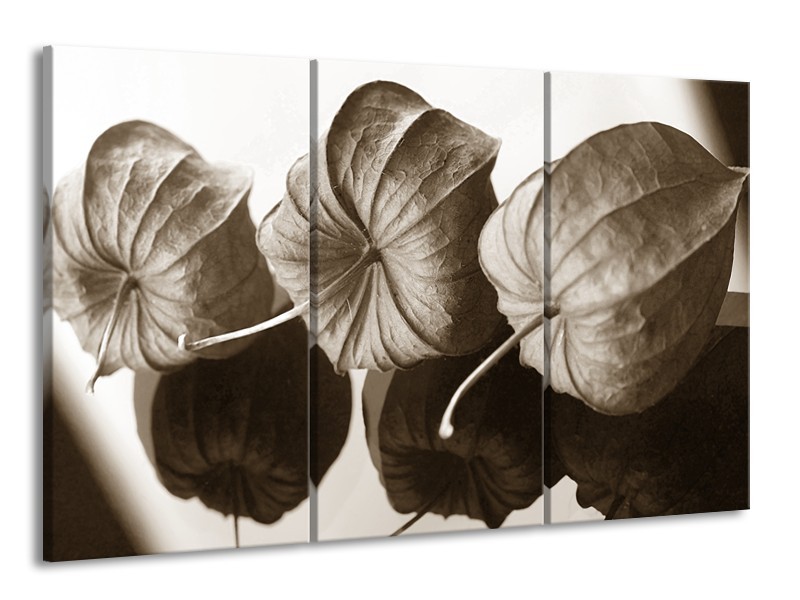 Glasschilderij Bloem | Crème , Sepia | 165x100cm 3Luik