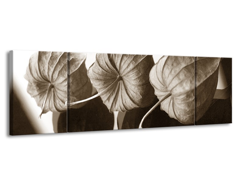 Glasschilderij Bloem | Crème , Sepia | 170x50cm 3Luik