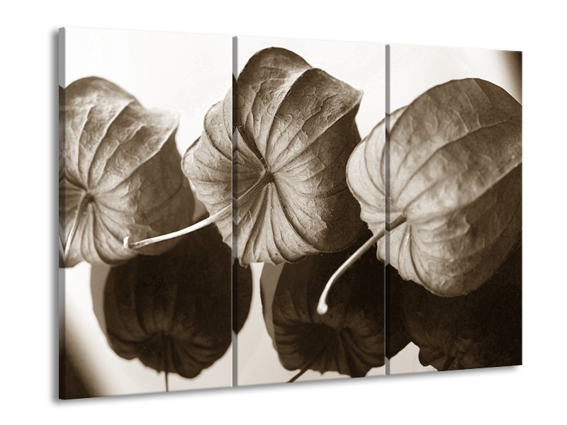 Glasschilderij Bloem | Crème , Sepia | 60x90cm 3Luik