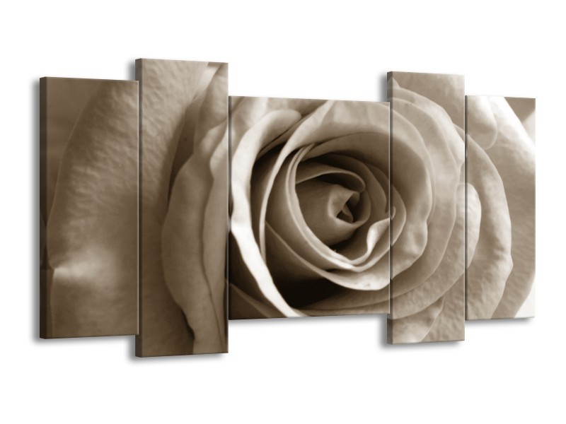 Canvas Schilderij Roos, Bloem | Sepia, Bruin | 120x65cm 5Luik