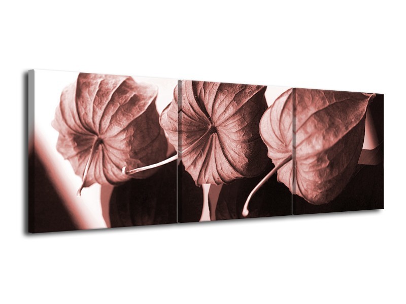 Canvas Schilderij Bloem | Bruin, Rood | 120x40cm 3Luik