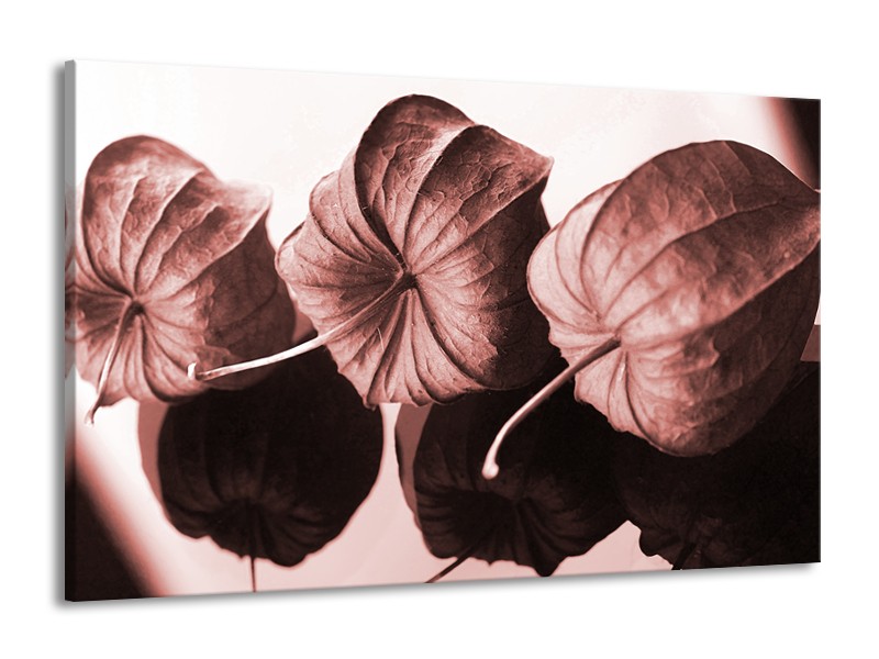 Canvas Schilderij Bloem | Bruin, Rood | 140x90cm 1Luik