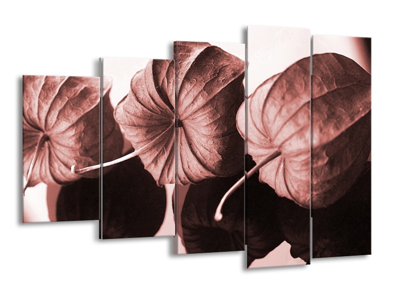 Canvas Schilderij Bloem | Bruin, Rood | 150x100cm 5Luik