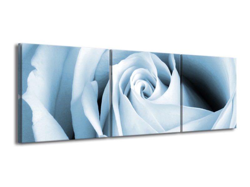 Glasschilderij Roos, Bloem | Blauw, Wit | 150x50cm 3Luik