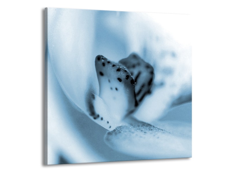 Glasschilderij Bloem | Blauw, Wit | 70x70cm 1Luik