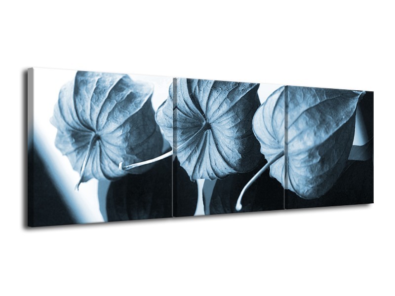 Canvas Schilderij Bloem | Blauw, Wit | 120x40cm 3Luik