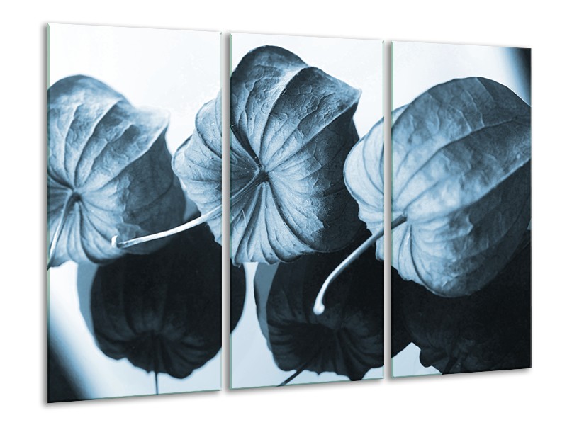 Glasschilderij Bloem | Blauw, Wit | 120x80cm 3Luik