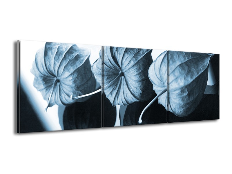 Canvas Schilderij Bloem | Blauw, Wit | 150x50cm 3Luik