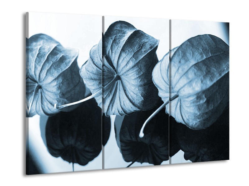 Glasschilderij Bloem | Blauw, Wit | 60x90cm 3Luik