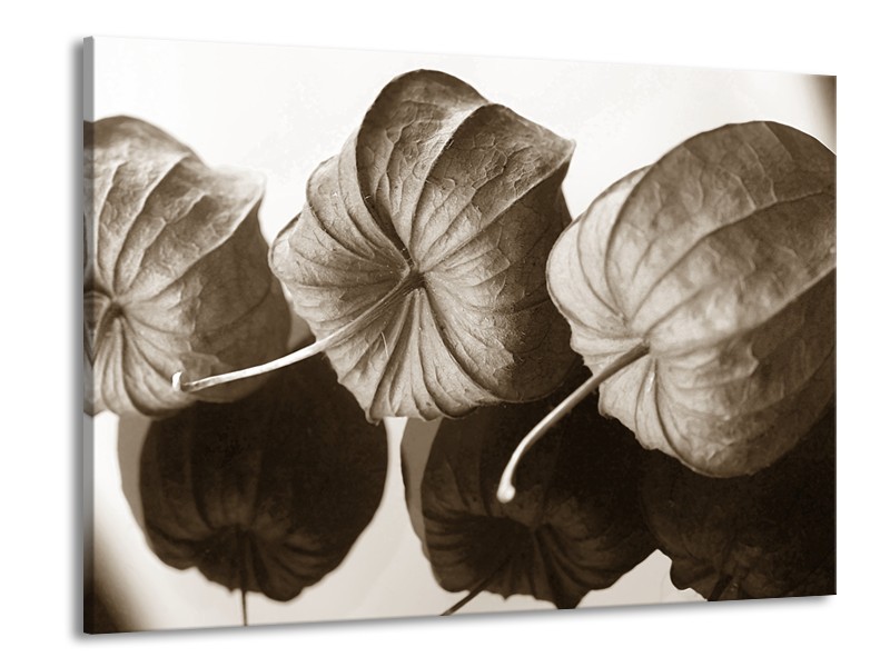 Glasschilderij Bloem | Sepia | 100x70cm 1Luik