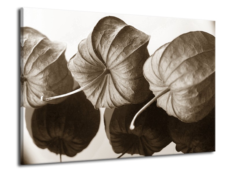 Glasschilderij Bloem | Sepia | 70x50cm 1Luik