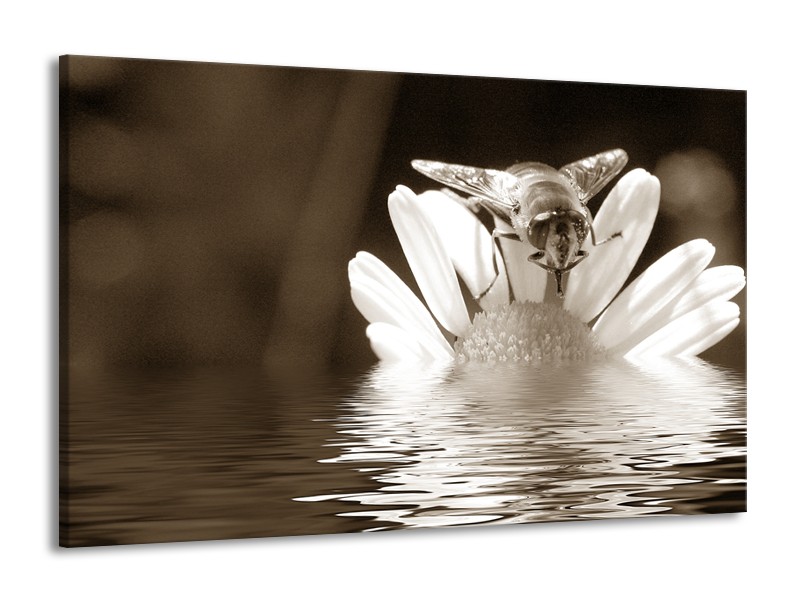 Canvas Schilderij Bloem | Sepia | 140x90cm 1Luik