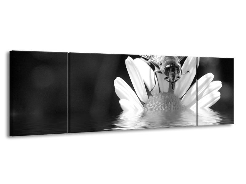 Glasschilderij Bloem | Grijs, Zwart, Wit | 170x50cm 3Luik