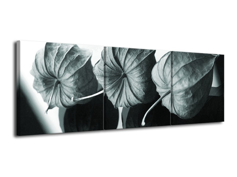 Glasschilderij Bloem | Grijs, Groen, Zwart | 120x40cm 3Luik