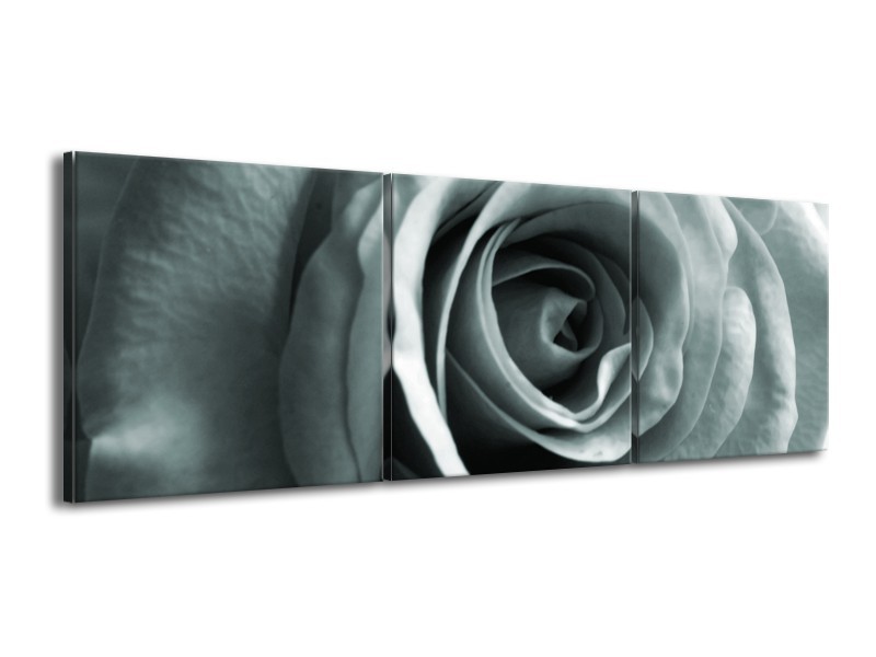 Canvas Schilderij Roos, Bloem | Grijs, Groen | 150x50cm 3Luik