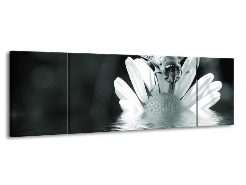 Glasschilderij Bloem | Grijs, Groen, Zwart | 170x50cm 3Luik