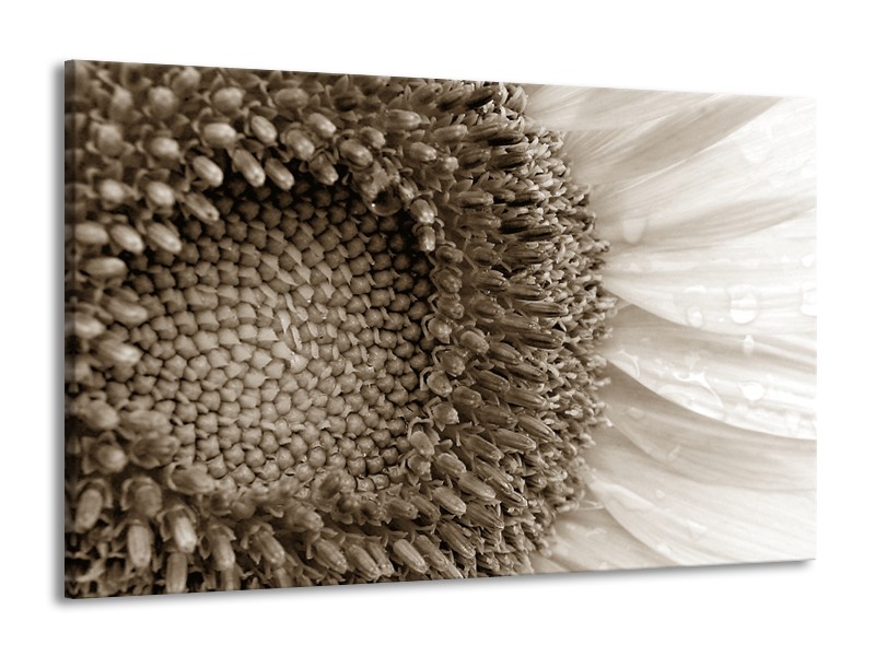 Canvas Schilderij Bloem | Sepia | 140x90cm 1Luik