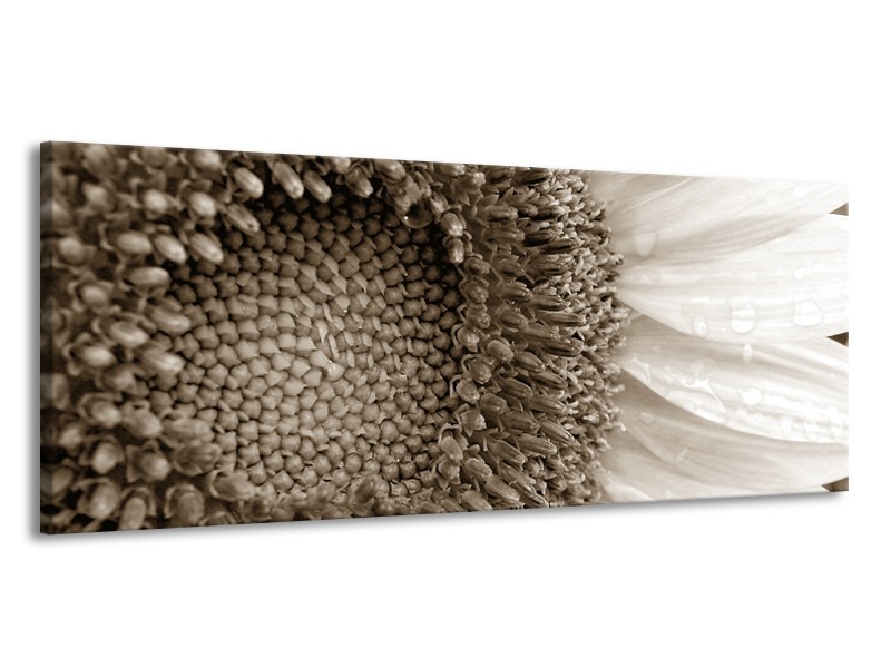 Canvas Schilderij Bloem | Sepia | 145x58cm 1Luik