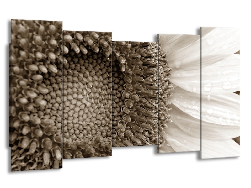 Glasschilderij Bloem | Sepia | 150x80cm 5Luik