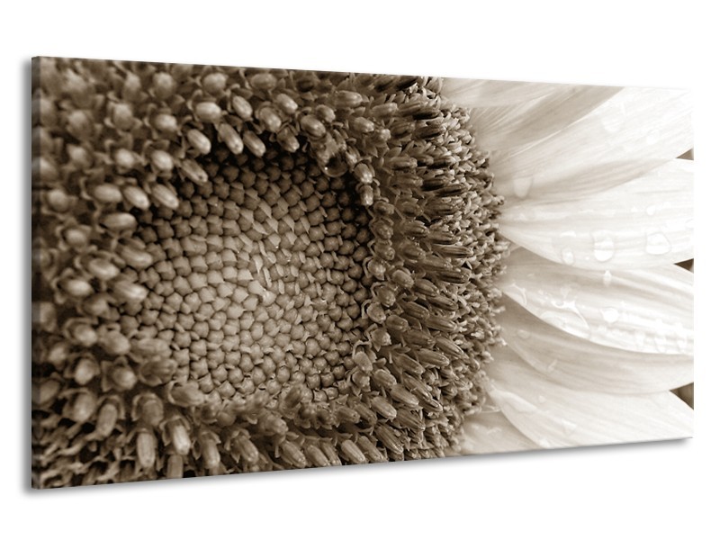 Canvas Schilderij Bloem | Sepia | 190x100cm 1Luik