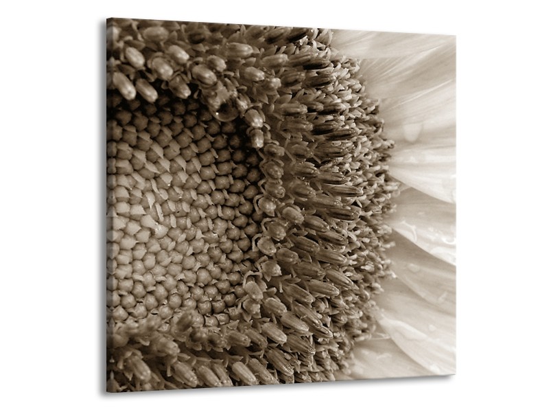 Canvas Schilderij Bloem | Sepia | 50x50cm 1Luik