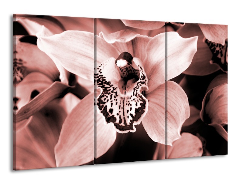 Glasschilderij Bloem | Bruin, Rood | 165x100cm 3Luik