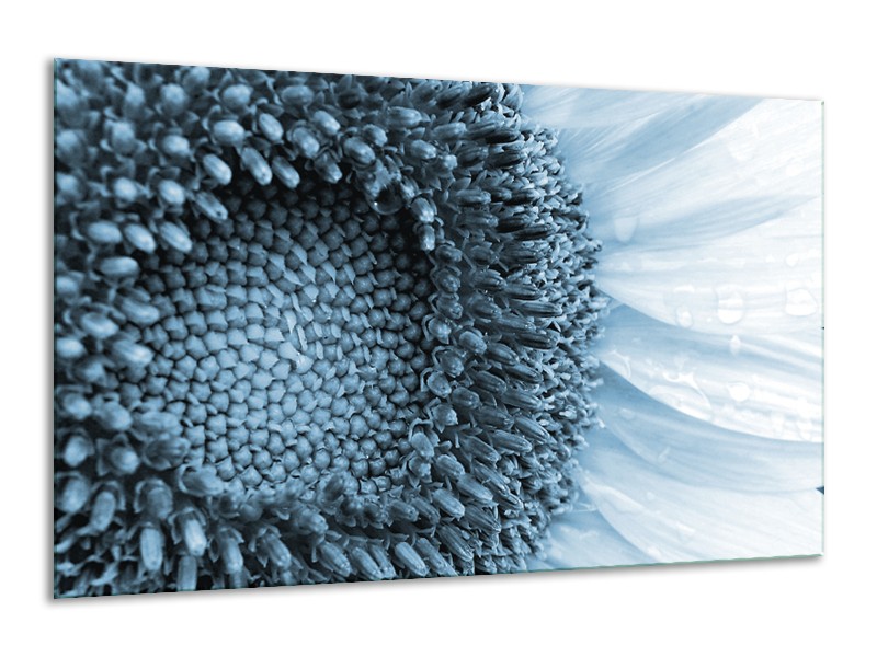 Glasschilderij Bloem | Blauw, Wit | 120x70cm 1Luik