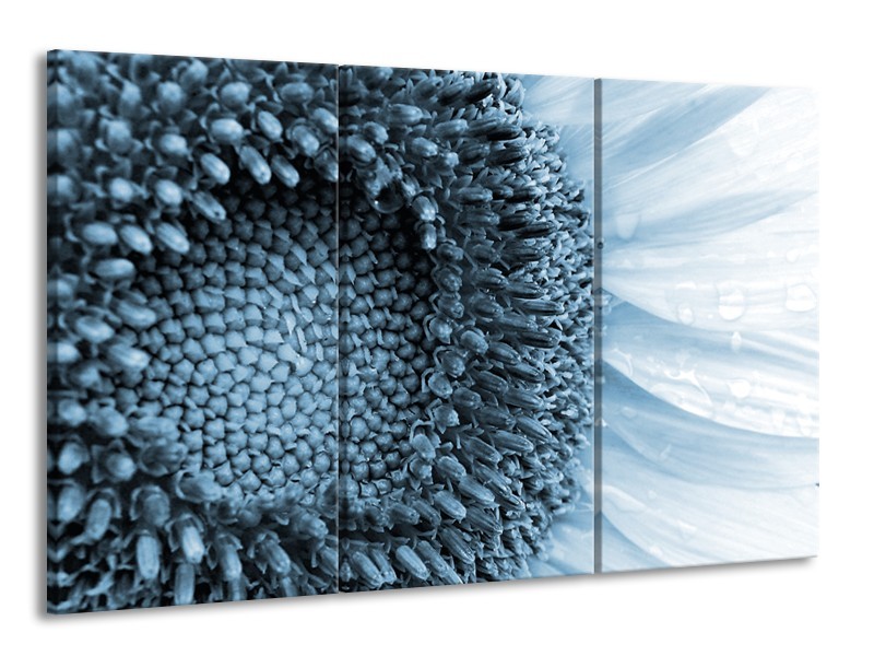 Canvas Schilderij Bloem | Blauw, Wit | 165x100cm 3Luik