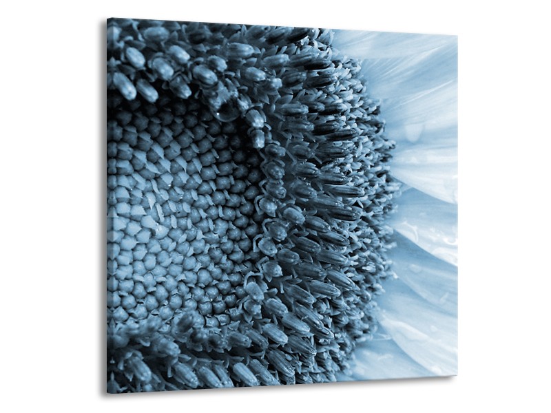 Canvas Schilderij Bloem | Blauw, Wit | 50x50cm 1Luik