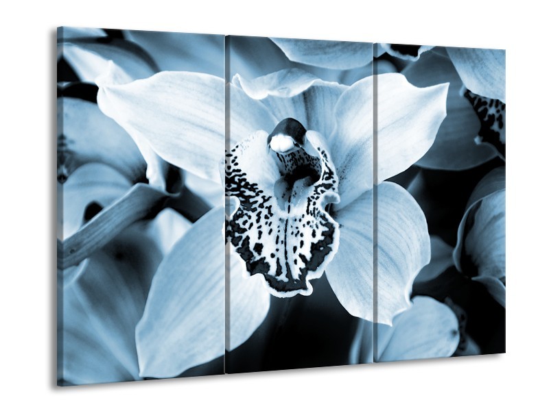 Glasschilderij Bloem | Blauw, Wit | 60x90cm 3Luik