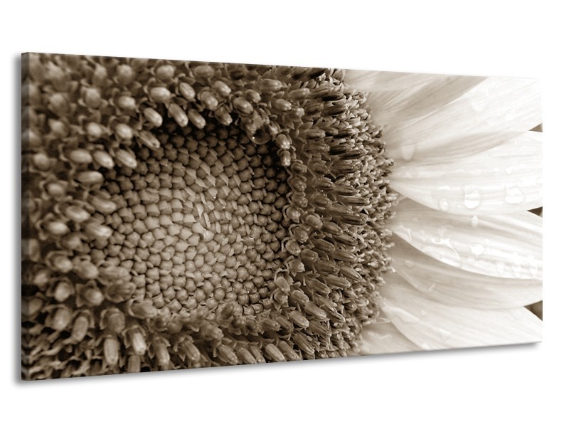 Canvas Schilderij Bloem | Sepia | 170x90cm 1Luik