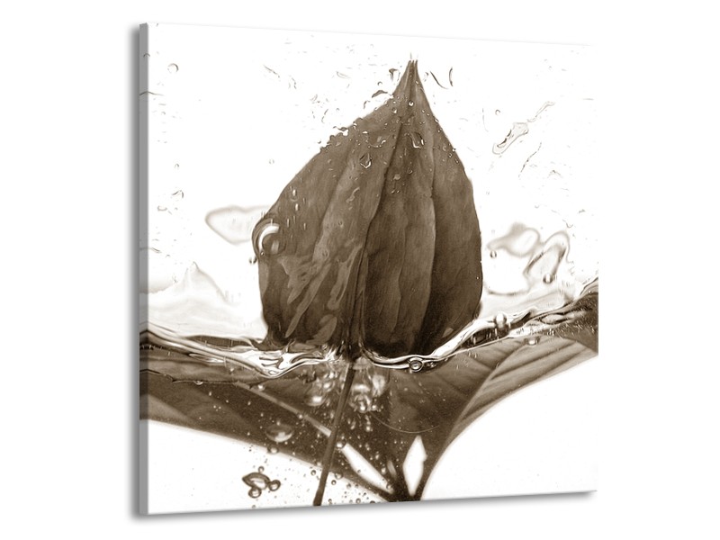 Glasschilderij Bloem | Sepia | 50x50cm 1Luik