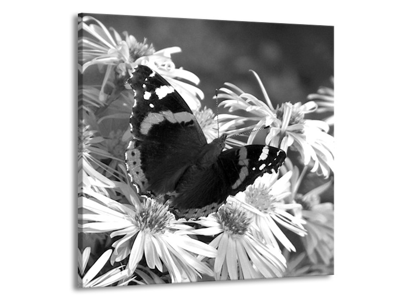 Glasschilderij Bloemen, Vlinder | Zwart, Wit, Grijs | 50x50cm 1Luik
