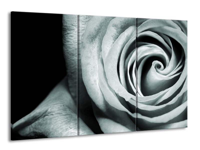 Canvas Schilderij Roos, Bloem | Grijs, Groen, Zwart | 165x100cm 3Luik