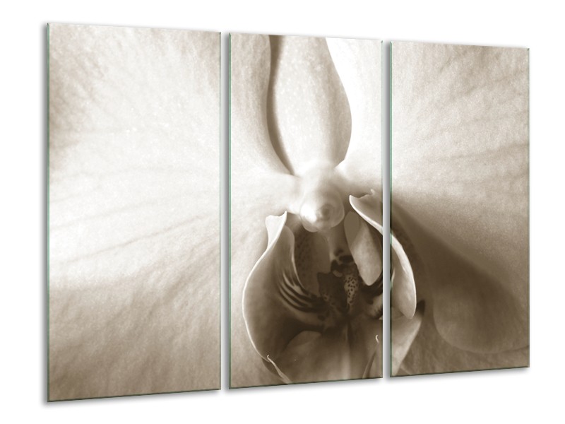 Glasschilderij Bloem | Sepia | 120x80cm 3Luik