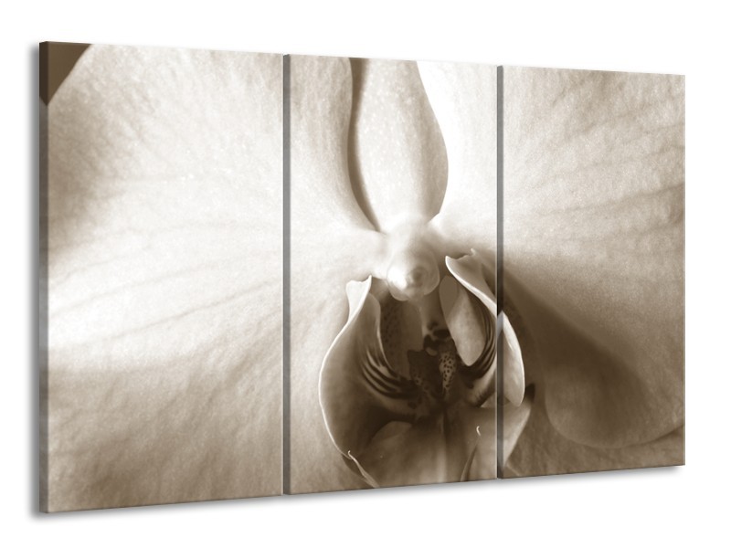 Canvas Schilderij Bloem | Sepia | 165x100cm 3Luik